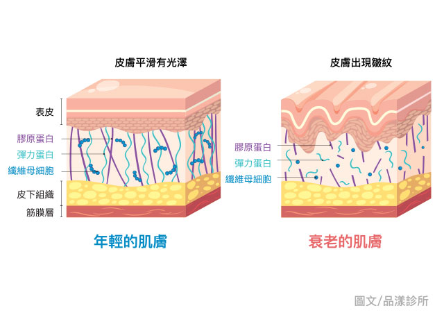 皮膚年輕和衰老 640x480
